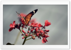 Orange Butterfly Ultra HD Wallpaper for 4K UHD Widescreen desktop, tablet & smartphone