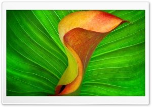 Orange Calla Lily Ultra HD Wallpaper for 4K UHD Widescreen desktop, tablet & smartphone