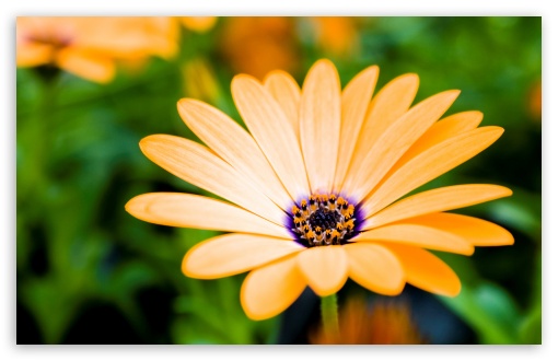 Orange Cape Daisy Flower UltraHD Wallpaper for Wide 16:10 5:3 Widescreen WHXGA WQXGA WUXGA WXGA WGA ; 8K UHD TV 16:9 Ultra High Definition 2160p 1440p 1080p 900p 720p ; Standard 4:3 5:4 3:2 Fullscreen UXGA XGA SVGA QSXGA SXGA DVGA HVGA HQVGA ( Apple PowerBook G4 iPhone 4 3G 3GS iPod Touch ) ; iPad 1/2/Mini ; Mobile 4:3 5:3 3:2 16:9 5:4 - UXGA XGA SVGA WGA DVGA HVGA HQVGA ( Apple PowerBook G4 iPhone 4 3G 3GS iPod Touch ) 2160p 1440p 1080p 900p 720p QSXGA SXGA ;