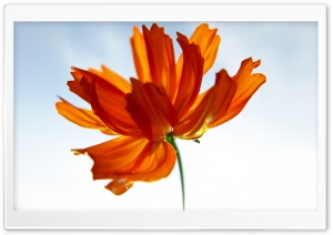 Orange Cosmos Flower Ultra HD Wallpaper for 4K UHD Widescreen desktop, tablet & smartphone
