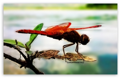 orange dragonfly Ultra HD Desktop Background Wallpaper for 4K UHD TV