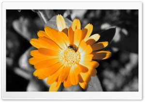 Orange Flower 1 Ultra HD Wallpaper for 4K UHD Widescreen desktop, tablet & smartphone