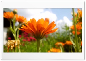 Orange flower Ultra HD Wallpaper for 4K UHD Widescreen desktop, tablet & smartphone
