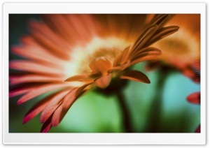 Orange Flower - 1 Ultra HD Wallpaper for 4K UHD Widescreen desktop, tablet & smartphone