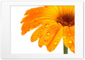 Orange flower dew Ultra HD Wallpaper for 4K UHD Widescreen desktop, tablet & smartphone