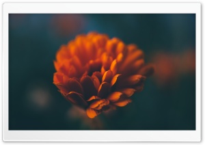 Orange Flower Macro Ultra HD Wallpaper for 4K UHD Widescreen desktop, tablet & smartphone