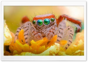 Orange Flower Spider Jumper Ultra HD Wallpaper for 4K UHD Widescreen desktop, tablet & smartphone