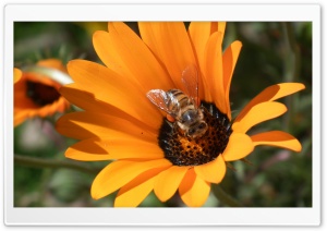Orange Flower with a Worker Ultra HD Wallpaper for 4K UHD Widescreen desktop, tablet & smartphone
