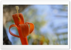 Orange Flowers Ultra HD Wallpaper for 4K UHD Widescreen desktop, tablet & smartphone