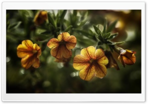 Orange Flowers Close-up Ultra HD Wallpaper for 4K UHD Widescreen desktop, tablet & smartphone