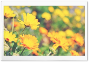 Orange Flowers, Orcas Island Ultra HD Wallpaper for 4K UHD Widescreen desktop, tablet & smartphone