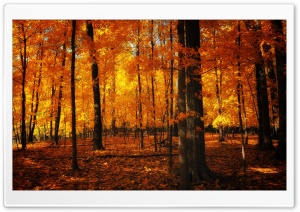 Orange Forest Ultra HD Wallpaper for 4K UHD Widescreen desktop, tablet & smartphone