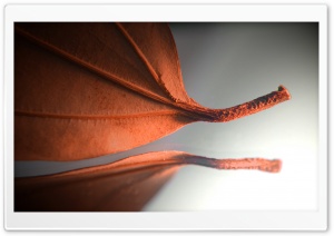 Orange Leaf Ultra HD Wallpaper for 4K UHD Widescreen desktop, tablet & smartphone