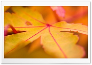 Orange Leaf Ultra HD Wallpaper for 4K UHD Widescreen desktop, tablet & smartphone