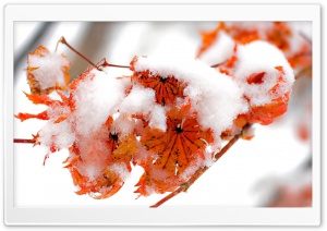 Orange Leaves, Winter Ultra HD Wallpaper for 4K UHD Widescreen desktop, tablet & smartphone