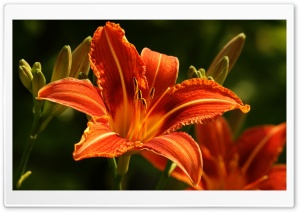 Orange Lilies Ultra HD Wallpaper for 4K UHD Widescreen desktop, tablet & smartphone