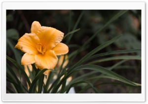 Orange Lily Flower Ultra HD Wallpaper for 4K UHD Widescreen desktop, tablet & smartphone