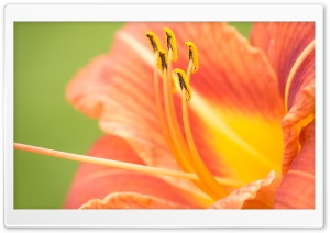 Orange Lily Flower Macro Ultra HD Wallpaper for 4K UHD Widescreen desktop, tablet & smartphone