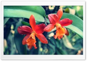 Orange Orchid 2 Ultra HD Wallpaper for 4K UHD Widescreen desktop, tablet & smartphone