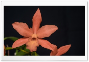 Orange Orchid Closeup Ultra HD Wallpaper for 4K UHD Widescreen desktop, tablet & smartphone