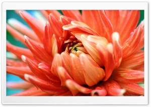Orange Passion Ultra HD Wallpaper for 4K UHD Widescreen desktop, tablet & smartphone
