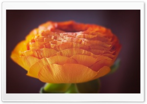 Orange Persian Buttercup Ultra HD Wallpaper for 4K UHD Widescreen desktop, tablet & smartphone