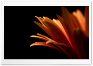 Orange Petals Ultra HD Wallpaper for 4K UHD Widescreen desktop, tablet & smartphone