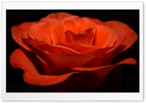 Orange Rose Ultra HD Wallpaper for 4K UHD Widescreen desktop, tablet & smartphone