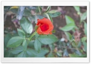 orange rose Ultra HD Wallpaper for 4K UHD Widescreen desktop, tablet & smartphone