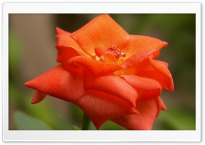 orange rose Ultra HD Wallpaper for 4K UHD Widescreen desktop, tablet & smartphone