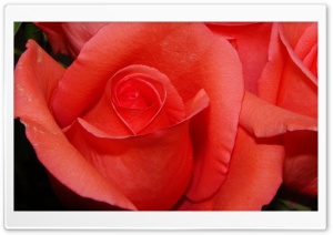 Orange Rose Macro Ultra HD Wallpaper for 4K UHD Widescreen desktop, tablet & smartphone