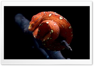 Orange Snake Ultra HD Wallpaper for 4K UHD Widescreen desktop, tablet & smartphone