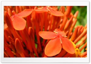Orange Splash Flowers Ultra HD Wallpaper for 4K UHD Widescreen desktop, tablet & smartphone