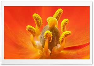 Orange Star Flower Ultra HD Wallpaper for 4K UHD Widescreen desktop, tablet & smartphone