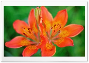 Orange Tiger Lilies Ultra HD Wallpaper for 4K UHD Widescreen desktop, tablet & smartphone