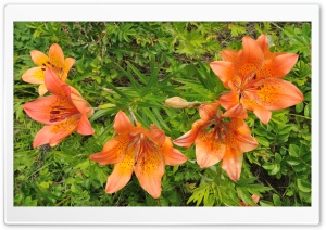 Orange Tiger Lily Ultra HD Wallpaper for 4K UHD Widescreen desktop, tablet & smartphone