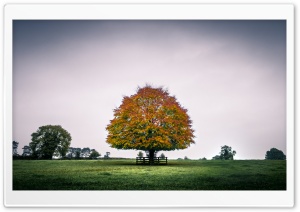 Orange Tree Ultra HD Wallpaper for 4K UHD Widescreen desktop, tablet & smartphone