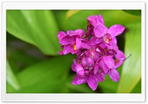 Orchid Ultra HD Wallpaper for 4K UHD Widescreen desktop, tablet & smartphone