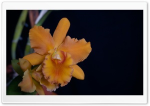 Orchid Closeup Ultra HD Wallpaper for 4K UHD Widescreen desktop, tablet & smartphone