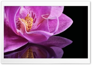 Orchid Flower Ultra HD Wallpaper for 4K UHD Widescreen desktop, tablet & smartphone