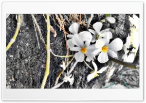Orchid Flower Ultra HD Wallpaper for 4K UHD Widescreen desktop, tablet & smartphone