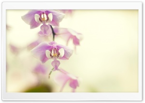 Orchid For Desktop Ultra HD Wallpaper for 4K UHD Widescreen desktop, tablet & smartphone