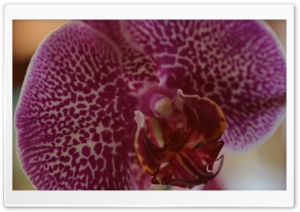 Orchid Macro Ultra HD Wallpaper for 4K UHD Widescreen desktop, tablet & smartphone