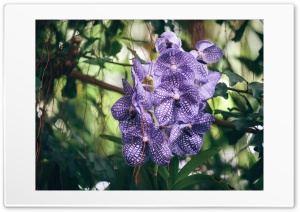 Orchid Purple Striped Exotic Sharpness Ultra HD Wallpaper for 4K UHD Widescreen desktop, tablet & smartphone