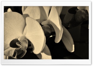 Orchid Sepia Ultra HD Wallpaper for 4K UHD Widescreen desktop, tablet & smartphone