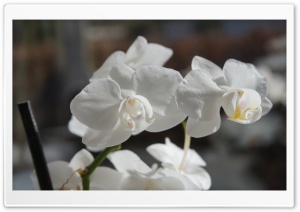 Orchidee Ultra HD Wallpaper for 4K UHD Widescreen desktop, tablet & smartphone