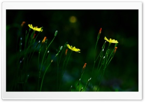 Oriental Hawksbeard Flowers Ultra HD Wallpaper for 4K UHD Widescreen desktop, tablet & smartphone