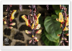 Orquidea Ultra HD Wallpaper for 4K UHD Widescreen desktop, tablet & smartphone