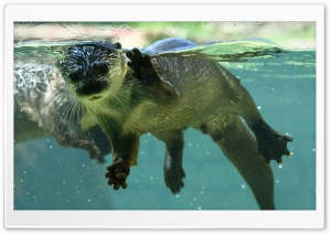 Otter in Water Ultra HD Wallpaper for 4K UHD Widescreen desktop, tablet & smartphone
