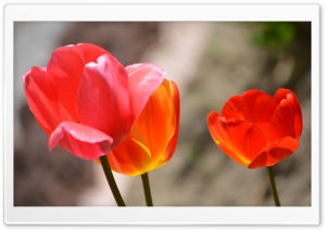 Overlapping Red Blooms Ultra HD Wallpaper for 4K UHD Widescreen desktop, tablet & smartphone